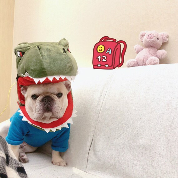 gator french bulldogs