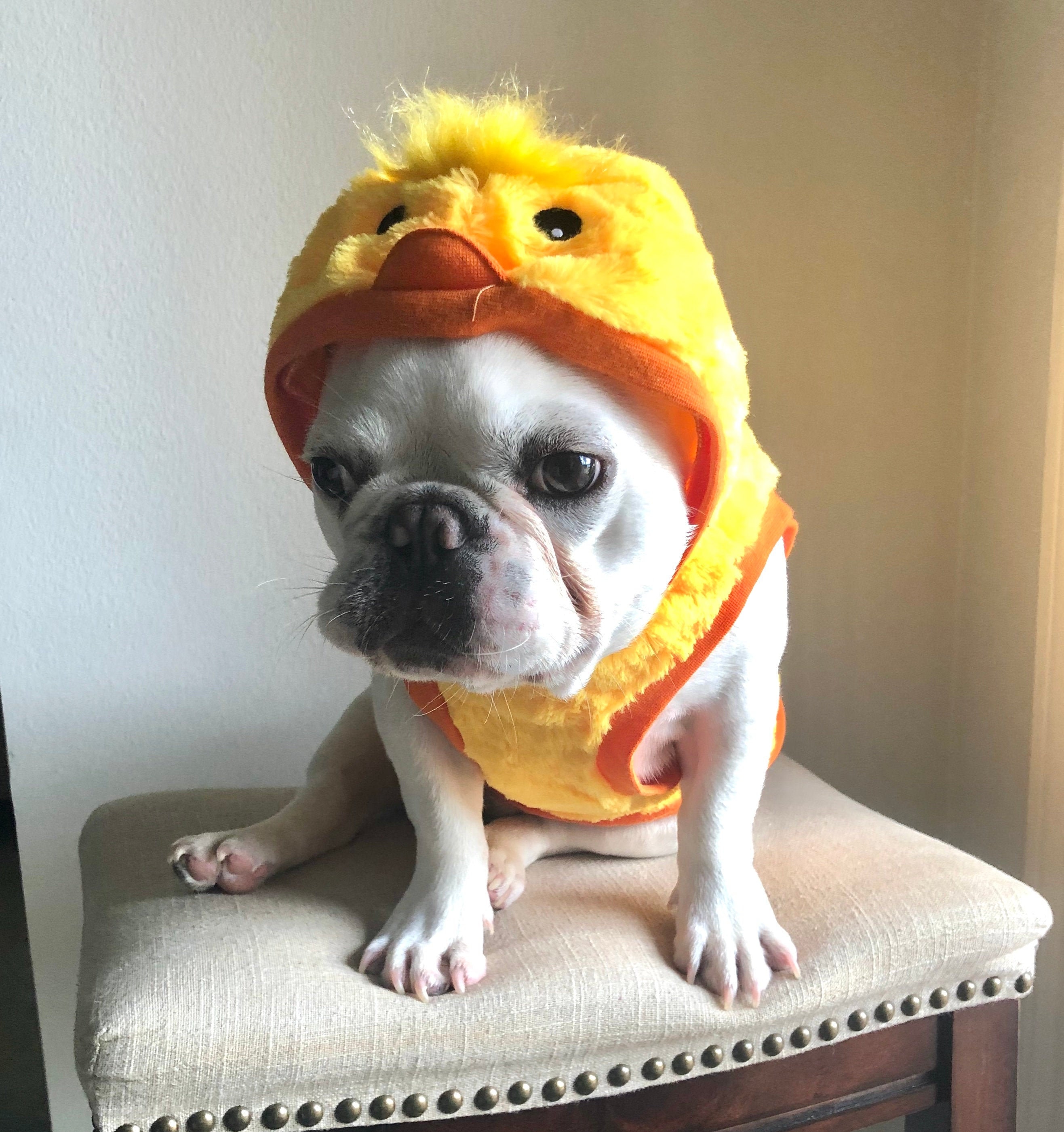 Dog 2024 chicken costume