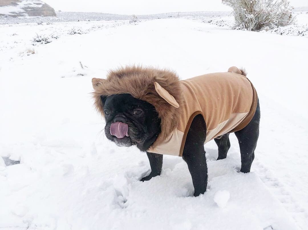 French Bulldog Halloween Costume | Giraffe Fleece Sweater With Hood For Medium Dogs