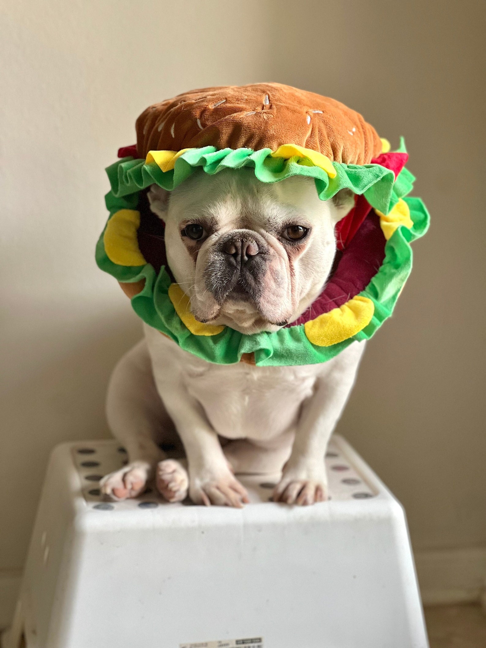 hamburger dog costume