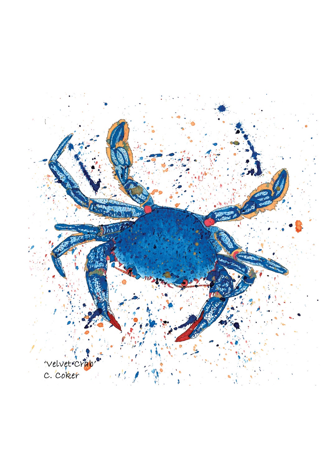 Impression Velvet Crab non encadrée Etsy France