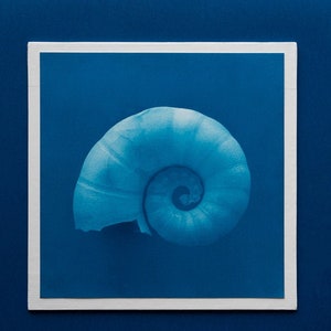 Colección de macros - Concha de espirula