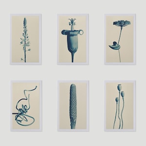 6 tesori botanici - Edizione speciale 2 Serie 1