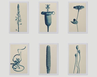 Botanical Treasures - Special Edition (6 prints)
