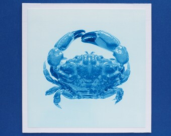 Macro collection - small crab