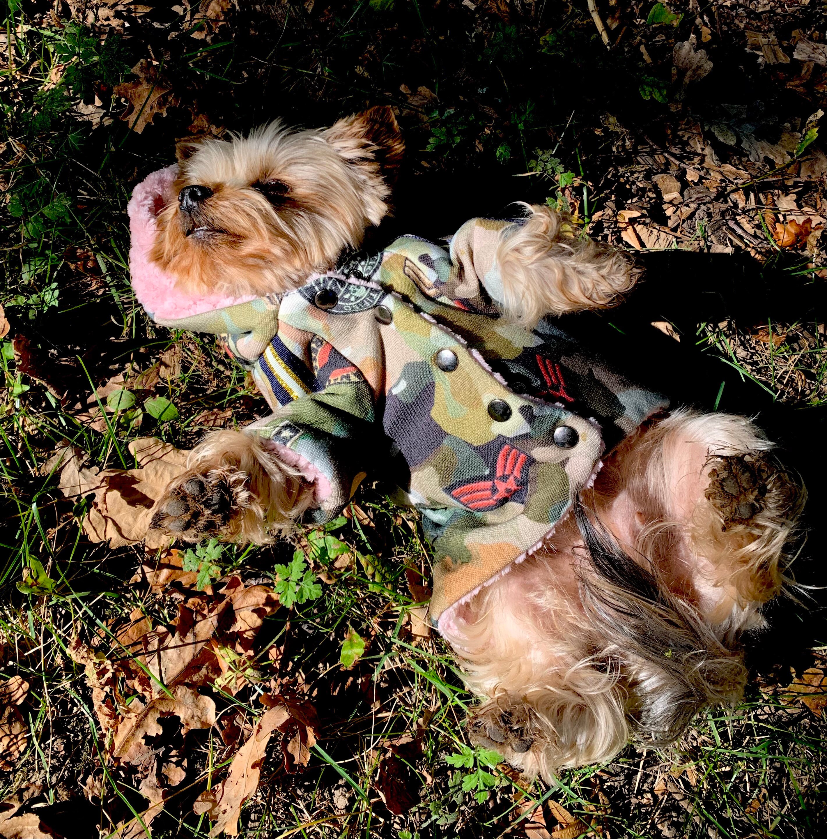 Sweat Pour Petit Chien Txs