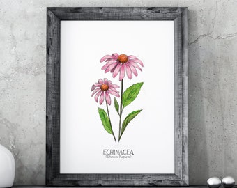 Echinacea Illustration print
