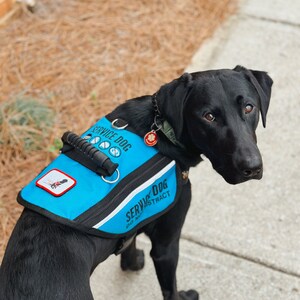 May include: A black service dog wearing a blue vest with the text "SERVICE DOG DO NOT DISTRACT" on it. The dog is standing on a pavement.
