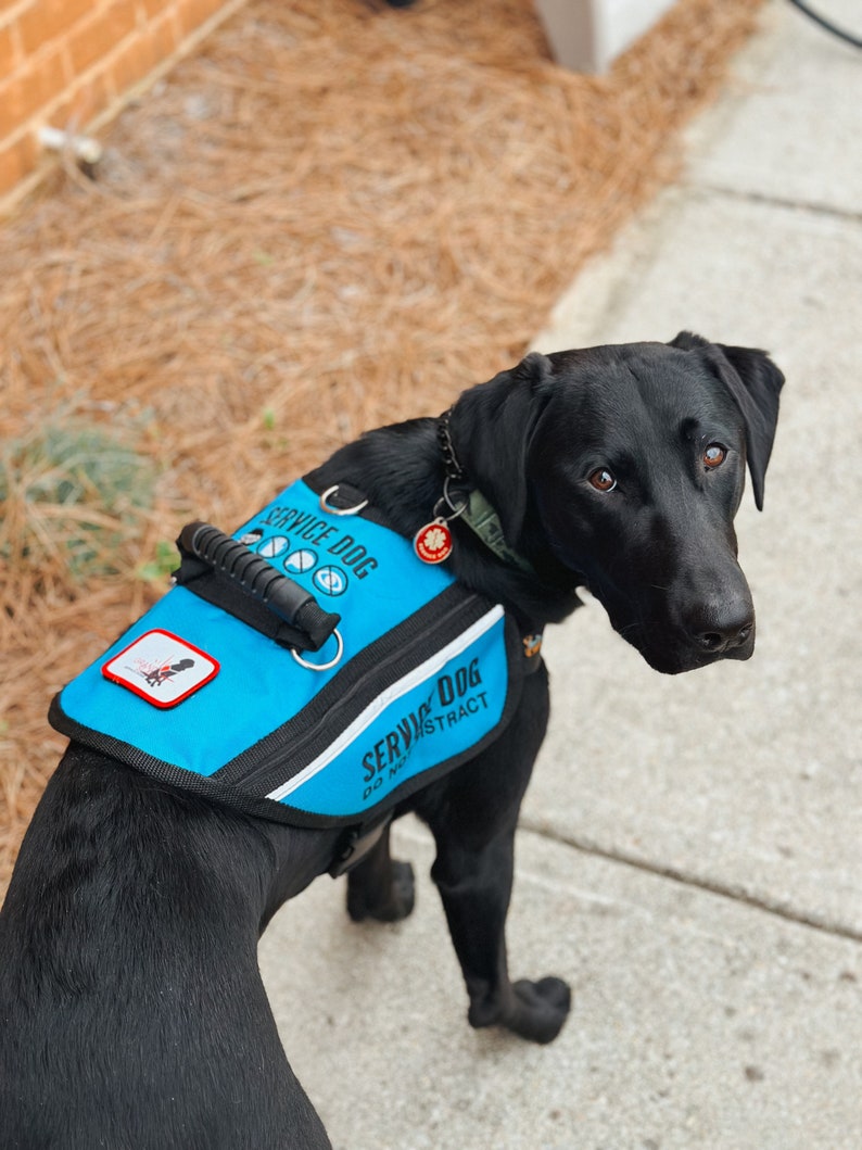 May include: A black service dog wearing a blue vest with the text "SERVICE DOG DO NOT DISTRACT" on it. The dog is standing on a pavement.