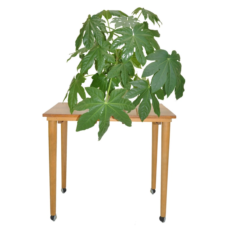 Hundevad Nest of Tables 1960s