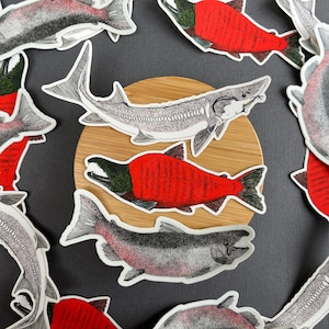 Vinyl Sockeye Salmon, Chinook Salmon and Sturgeon | Fish Sticker Pack of 3
