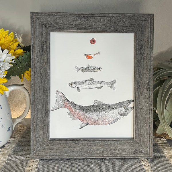 Chinook Salmon Life Cycle 8x10 Fine Art Print