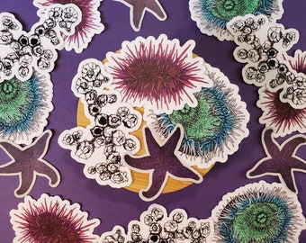 Tidepool Vinyl Sticker Pack: Sea Urchin, Anemone, Starfish, Barnacles