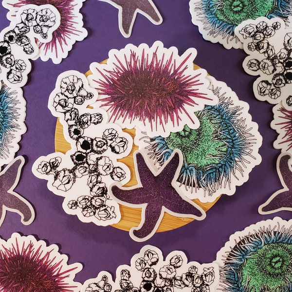 Vinyl Tidepool Sticker 4 Pack | Purple Sea Urchin, Acorn Barnacles, Green Sea Anemone, Ochre Sea Star