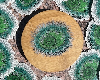 CLEAR Vinyl Green Sea Anemone Sticker