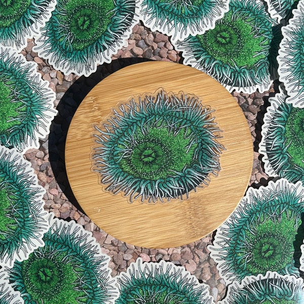 CLEAR Vinyl Green Sea Anemone Sticker