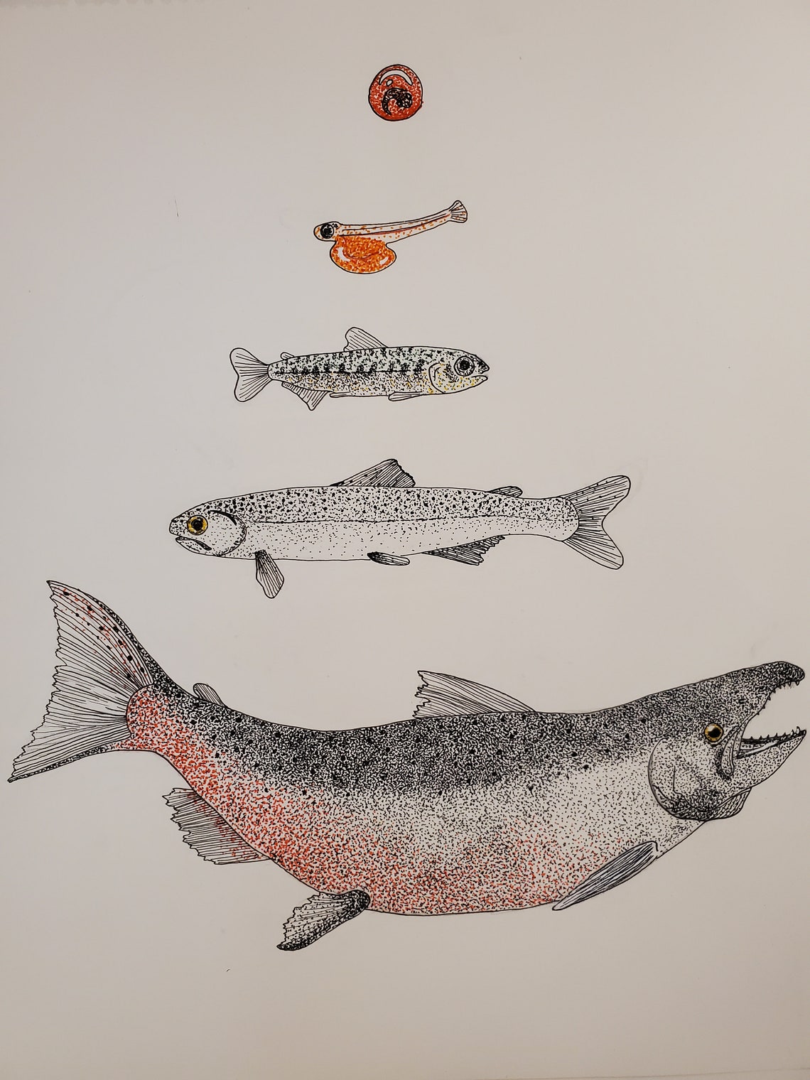 ORIGINAL Chinook Salmon Life Cycle 8x10 FischTipple Etsy