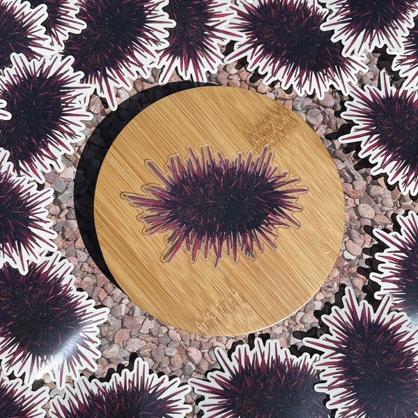 CLEAR Vinyl Sea Urchin Tidepool Sticker