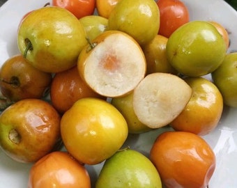 Organic Jujube Fruit Etsy Organic Jujube Fruit Etsy