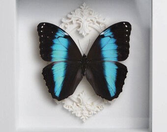 Präparierter, gerahmter Morpho-Achilles-Schmetterling, goldene geometrische Linienzeichnung, blauer Morpho-Schattenkasten, Sammlergeschenk