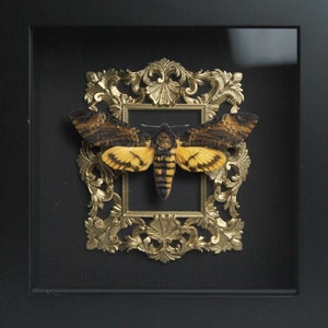 Deluxe Framed Death&#39;s Head Moth