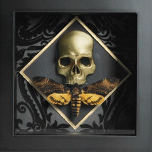 Framed Death&#39;s Head Moth on Skull