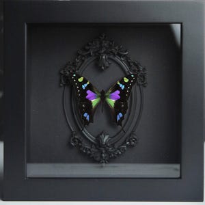 Purple spotted swallowtail butterfly in luxe frame