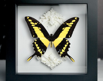 Präparierter, gerahmter Schmetterling (Papilio thoas), ein echter Schmetterling, luxuriöse Insekten-Wandkunst, gelber Schmetterling in Schattenbox, Sammlergeschenk