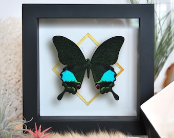 Papilio karna carnatus butterfly with golden line