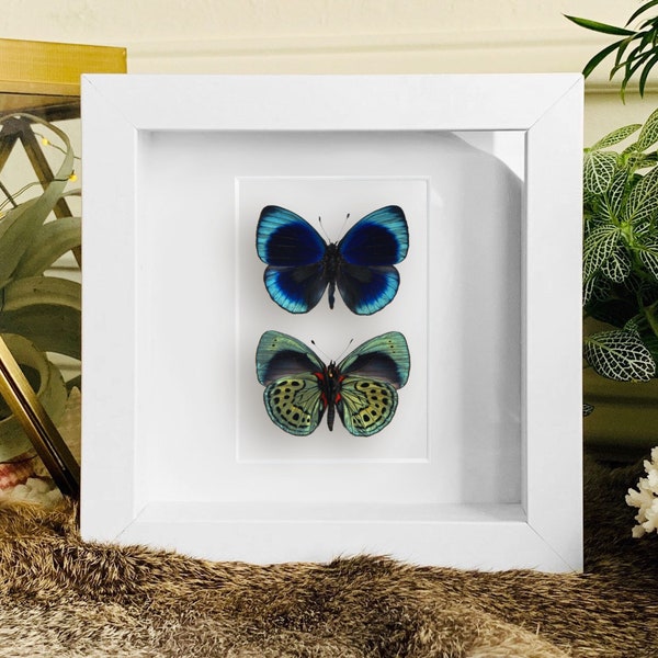 Double Asterope leprieuri butterfly in frame