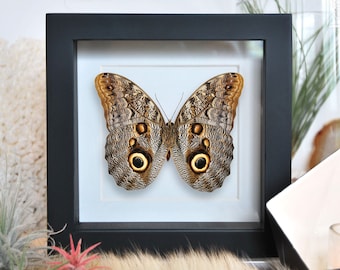 Owl face butterfly