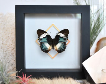 Scarce blue diadem butterfly with Golden line