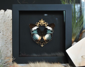 Scarce blue diadem butterfly deluxe