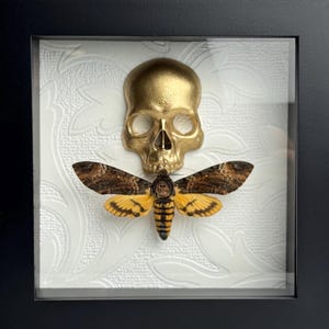 Framed Death&#39;s Head Moth on Skull