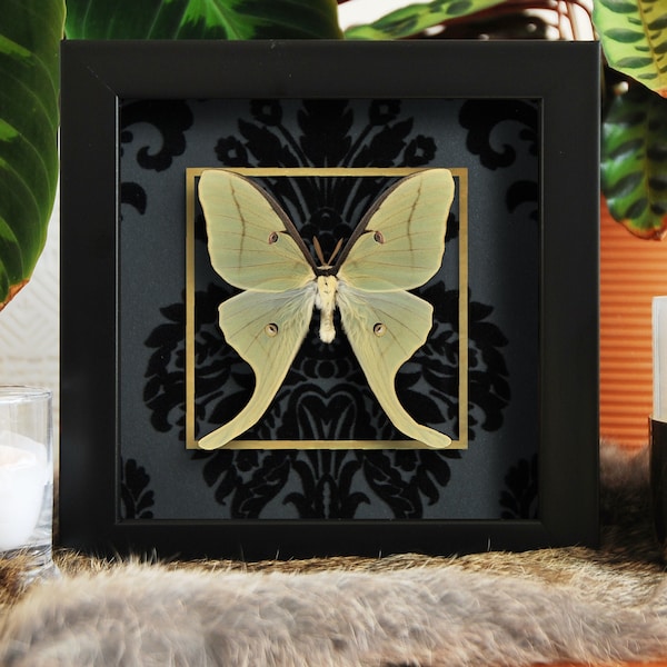 Deluxe framed male Luna Moth with golden line accent on black velvet