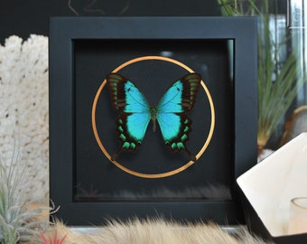 Sea green swallowtail butterfly with golden line