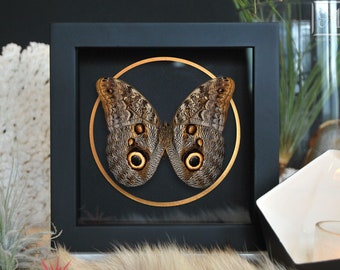Owl face butterfly with golden line