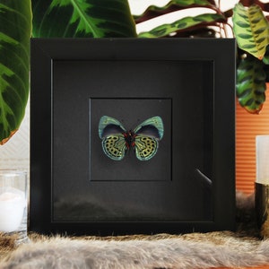 Framed Asterope leprieuri butterfly