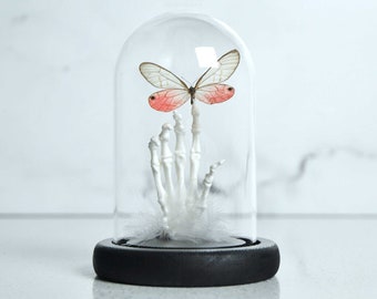 Pink glass wing butterfly on skeleton hand in Glass dome