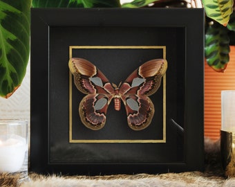 Framed real Rothschildia silkmoth with golden line accent