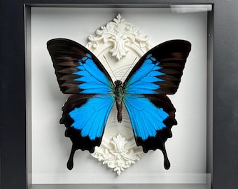Präparierter, gerahmter blauer Schwalbenschwanz (Papilio ulysses), blaues Insekten-Wandbild, Schattenbox-Dekoration, Sammlergeschenk