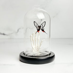 Glass wing butterfly on skeleton hand in Glass dome