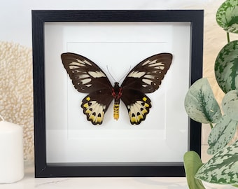 Framed O priamus poseidon butterfly-Female