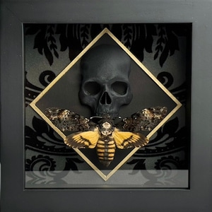Framed Death&#39;s Head Moth on Skull