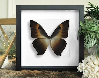 Framed large morpho cisseis butterfly