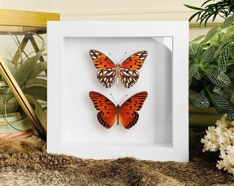Mounted Butterflies - Etsy