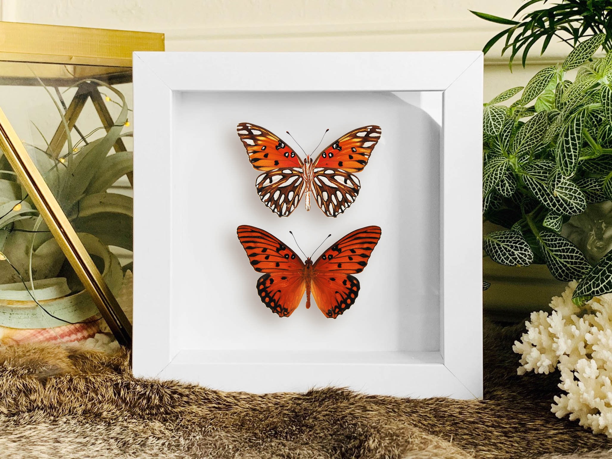 Real Framed Butterfly // Butterfly Taxidermy // Taxidermy Etsy