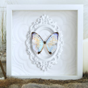 Deluxe framed Morpho sulkowski butterfly