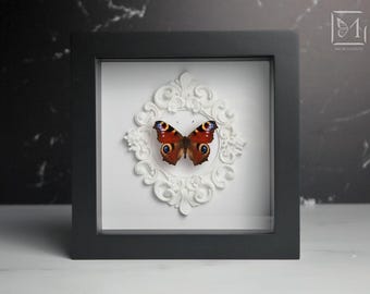 Deluxe framed Peacock Butterfly