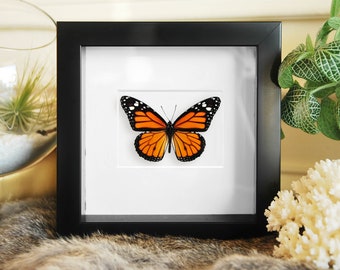 Monarch butterfly taidermy// Wall art // Insect art // Framed butterfly /Mounted butterfly / Danaus plexippus